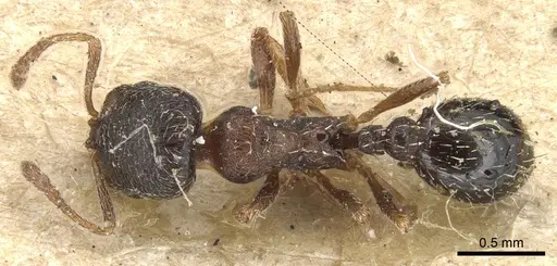 Oxyopomyrmex saulcyi specimen CASENT0904146 image casent0904146_1
