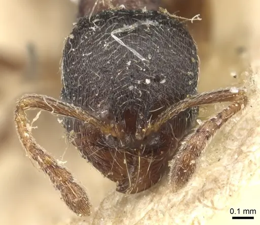 Oxyopomyrmex saulcyi specimen CASENT0904146 image casent0904146_2