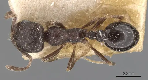 Oxyopomyrmex saulcyi specimen CASENT0907760 image casent0907760_1