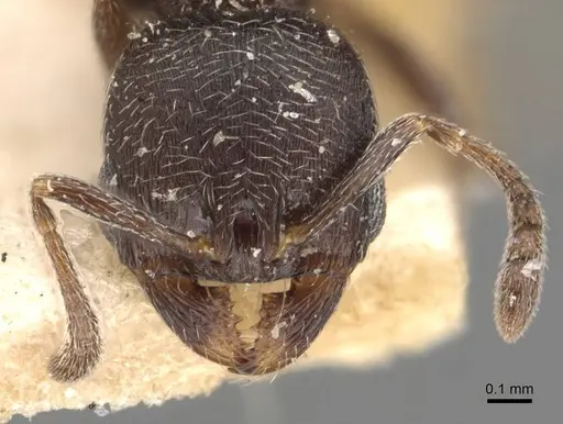 Oxyopomyrmex saulcyi specimen CASENT0907760 image casent0907760_2