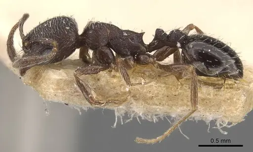 Oxyopomyrmex saulcyi specimen CASENT0907760 image casent0907760_3