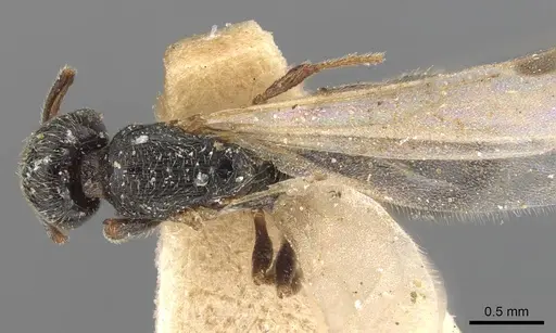 Oxyopomyrmex saulcyi specimen CASENT0907761 image casent0907761_1