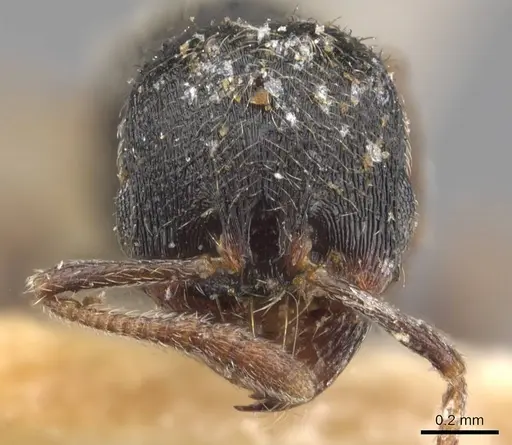 Oxyopomyrmex saulcyi specimen CASENT0907761 image casent0907761_2