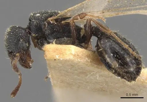 Oxyopomyrmex saulcyi specimen CASENT0907761 image casent0907761_3