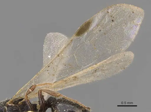 Oxyopomyrmex saulcyi specimen CASENT0907761 image casent0907761_4