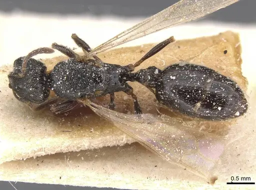 Oxyopomyrmex saulcyi specimen CASENT0913242 image casent0913242_1