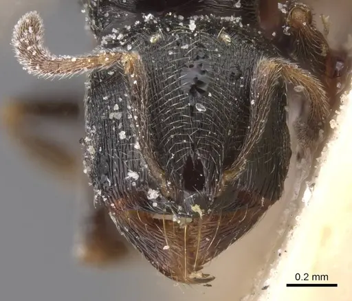 Oxyopomyrmex saulcyi specimen CASENT0913242 image casent0913242_2