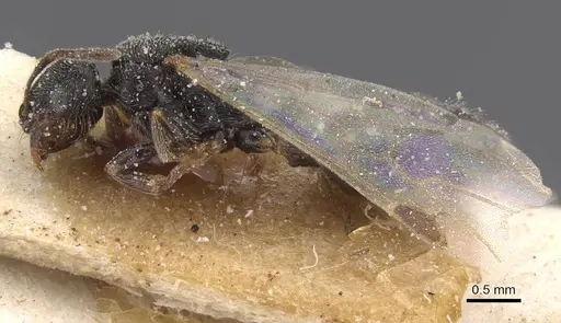 Oxyopomyrmex saulcyi specimen CASENT0913242 image casent0913242_3