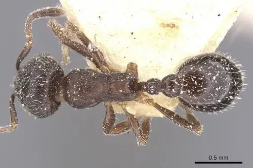 Oxyopomyrmex saulcyi specimen CASENT0913248 image casent0913248_1