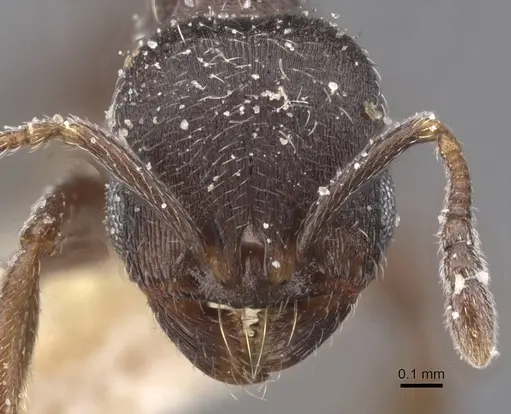 Oxyopomyrmex saulcyi specimen CASENT0913248 image casent0913248_2