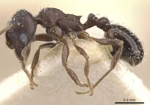 Oxyopomyrmex saulcyi specimen CASENT0913248 image casent0913248_3