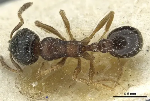 Oxyopomyrmex saulcyi specimen CASENT0913251 image casent0913251_1