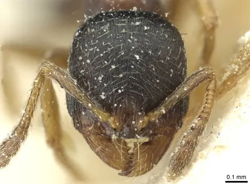 Oxyopomyrmex saulcyi specimen CASENT0913251 image casent0913251_2