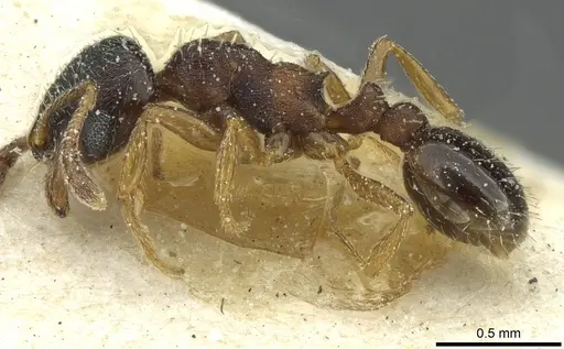Oxyopomyrmex saulcyi specimen CASENT0913251 image casent0913251_3