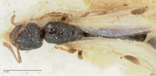 Oxyopomyrmex saulcyi specimen FOCOL1244 image focol1244_1