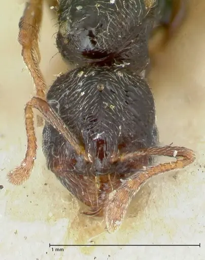 Oxyopomyrmex saulcyi specimen FOCOL1244 image focol1244_2