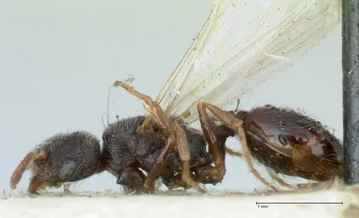 Oxyopomyrmex saulcyi specimen FOCOL1244 image focol1244_3