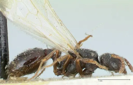 Oxyopomyrmex saulcyi specimen FOCOL1244 image focol1244_4