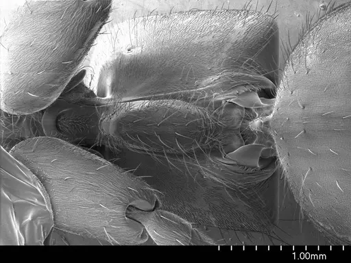 Pachycondyla crassinoda specimen ANTWEB1008563 image antweb1008563_1