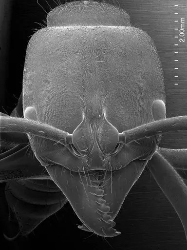 Pachycondyla crassinoda specimen ANTWEB1008563 image antweb1008563_2