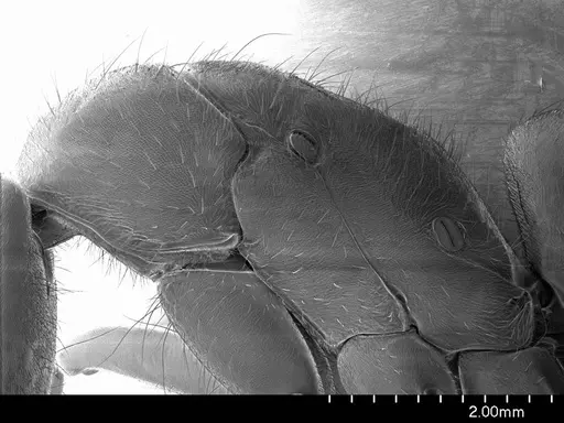 Pachycondyla crassinoda specimen ANTWEB1008563 image antweb1008563_3