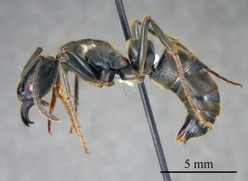 Pachycondyla crassinoda specimen ANTWEB1041405 image antweb1041405_2