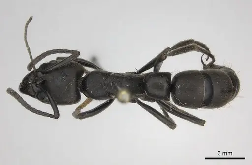 Pachycondyla crassinoda specimen CASENT0217556 image casent0217556_1