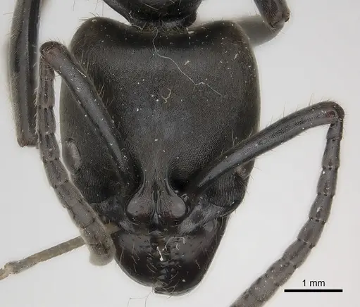 Pachycondyla crassinoda specimen CASENT0217556 image casent0217556_2