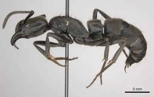 Pachycondyla crassinoda specimen CASENT0217556 image casent0217556_3