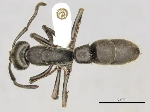 Pachycondyla crassinoda specimen CASENT0249138 image casent0249138_1