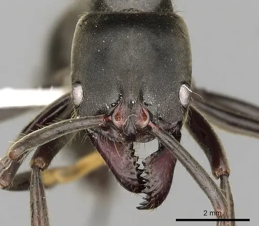 Pachycondyla crassinoda specimen CASENT0249138 image casent0249138_2