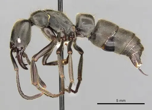 Pachycondyla crassinoda specimen CASENT0249138 image casent0249138_3