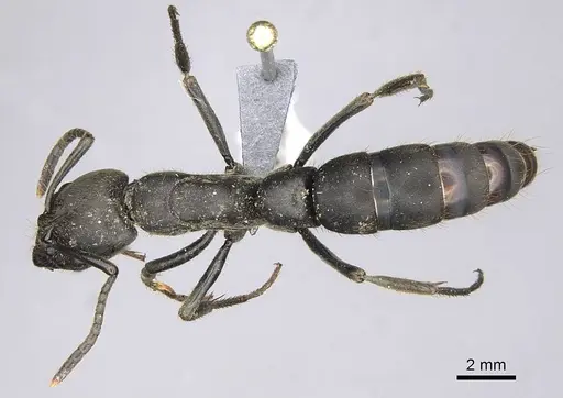Pachycondyla crassinoda specimen CASENT0372239 image casent0372239_1