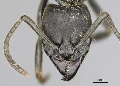 Pachycondyla crassinoda specimen CASENT0372239 image casent0372239_2
