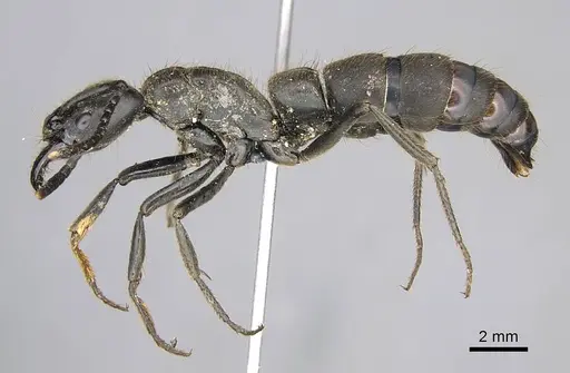 Pachycondyla crassinoda specimen CASENT0372239 image casent0372239_3