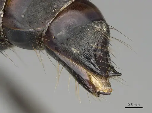 Pachycondyla crassinoda specimen CASENT0372239 image casent0372239_4