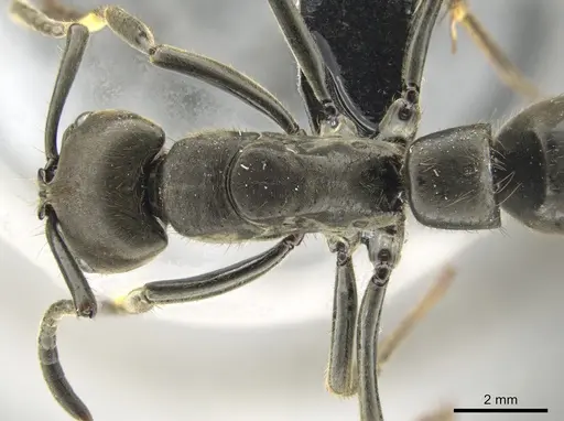 Pachycondyla crassinoda specimen CASENT0649087 image casent0649087_1