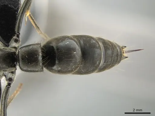 Pachycondyla crassinoda specimen CASENT0649087 image casent0649087_2