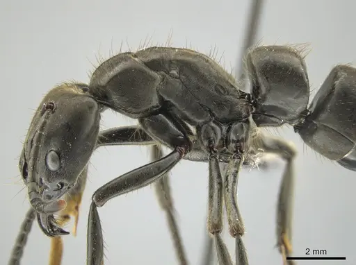 Pachycondyla crassinoda specimen CASENT0649087 image casent0649087_4