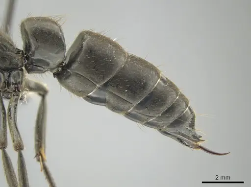 Pachycondyla crassinoda specimen CASENT0649087 image casent0649087_5