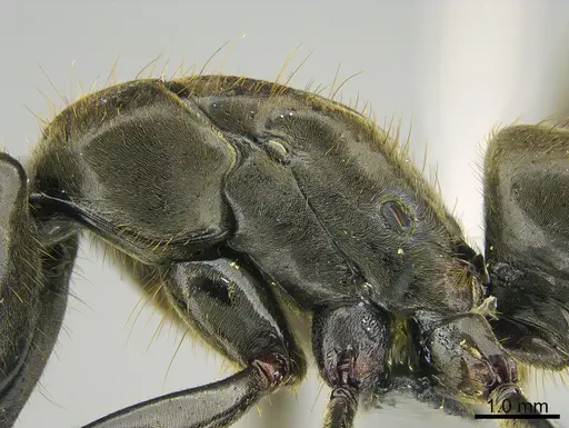 Pachycondyla crassinoda specimen CASENT0830390 image casent0830390_1