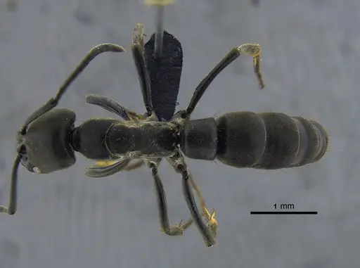 Pachycondyla crassinoda specimen CBUMAGENT41730 image cbumagent41730_1