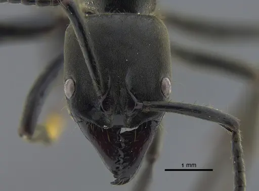 Pachycondyla crassinoda specimen CBUMAGENT41730 image cbumagent41730_2