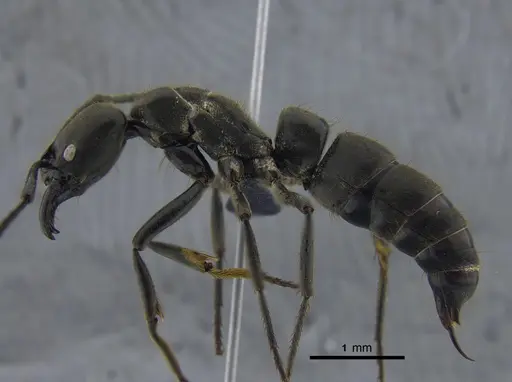 Pachycondyla crassinoda specimen CBUMAGENT41730 image cbumagent41730_3
