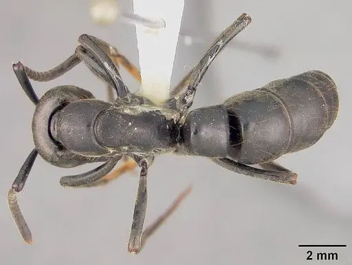 Pachycondyla crassinoda specimen USNMENT00414071 image usnment00414071_1