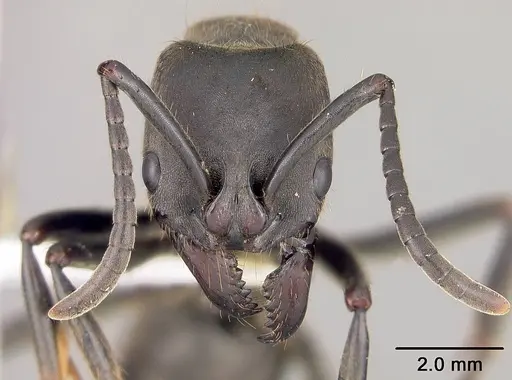 Pachycondyla crassinoda specimen USNMENT00414071 image usnment00414071_2
