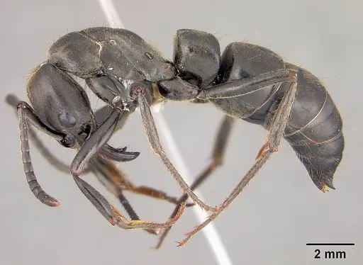 Pachycondyla crassinoda specimen USNMENT00414071 image usnment00414071_3