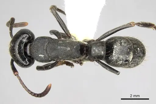 Pachycondyla fuscoatra specimen CASENT0281903 image casent0281903_1