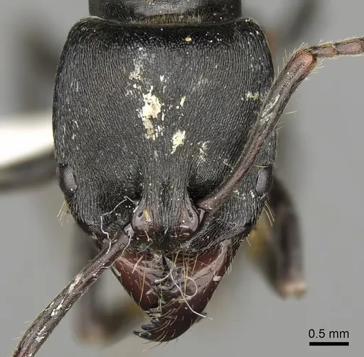 Pachycondyla fuscoatra specimen CASENT0281903 image casent0281903_2
