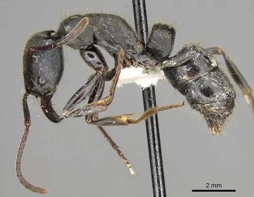 Pachycondyla fuscoatra specimen CASENT0281903 image casent0281903_3